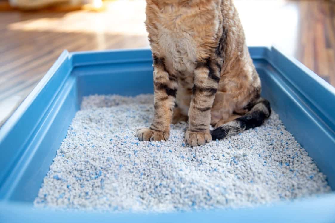 Removing red wine stains cat litter