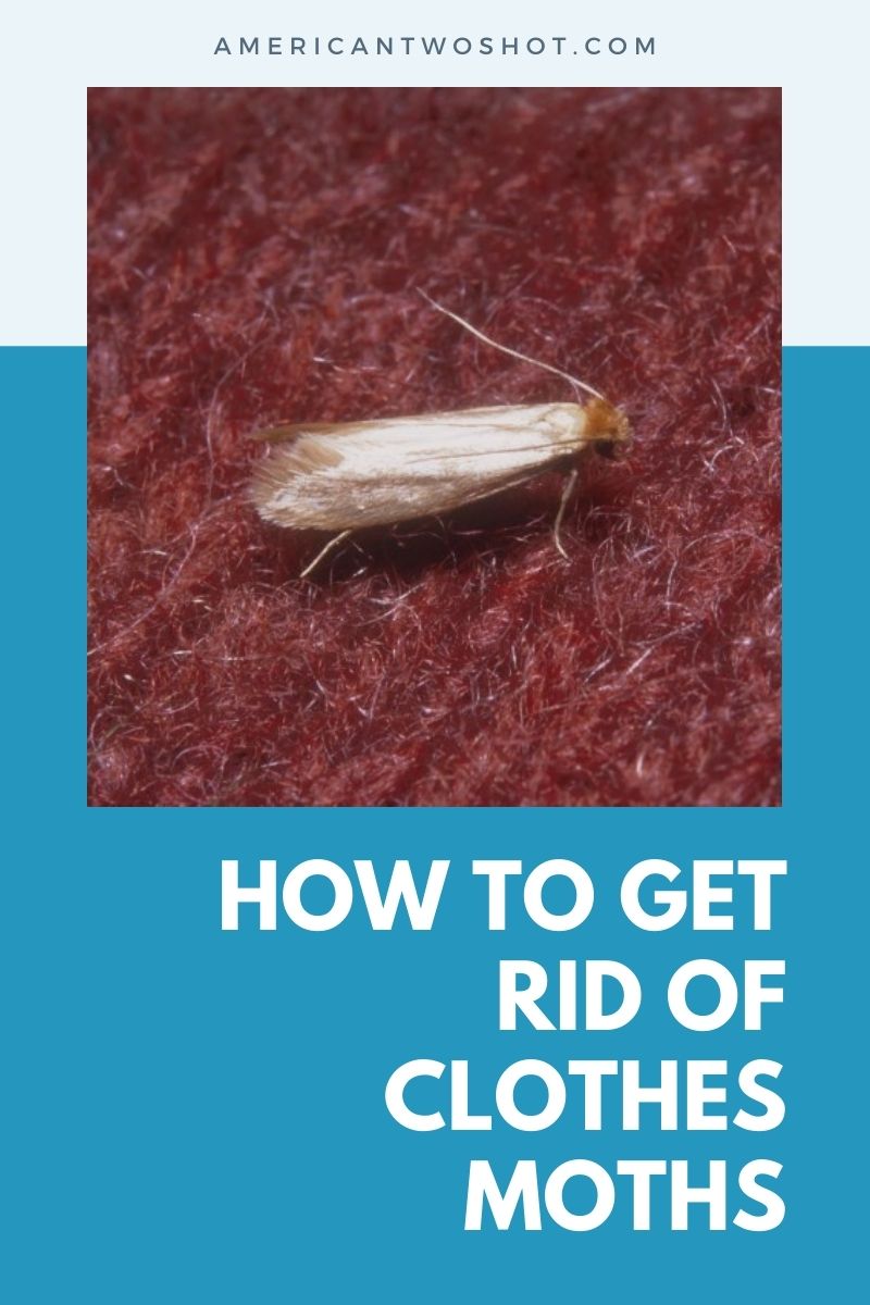 how to get rid of clothes moths