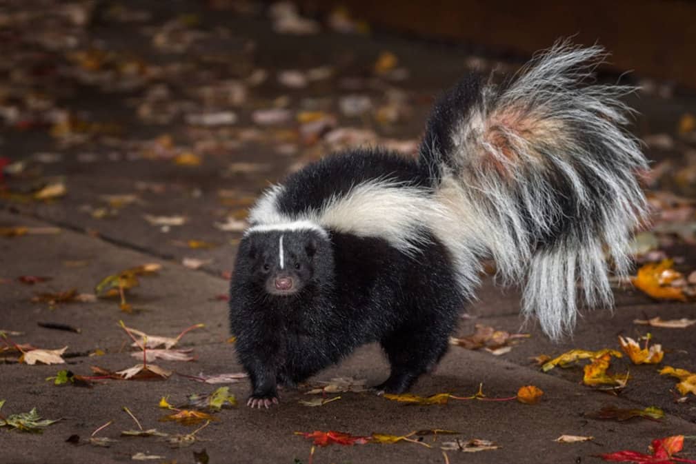 how to get rid of skunk smell