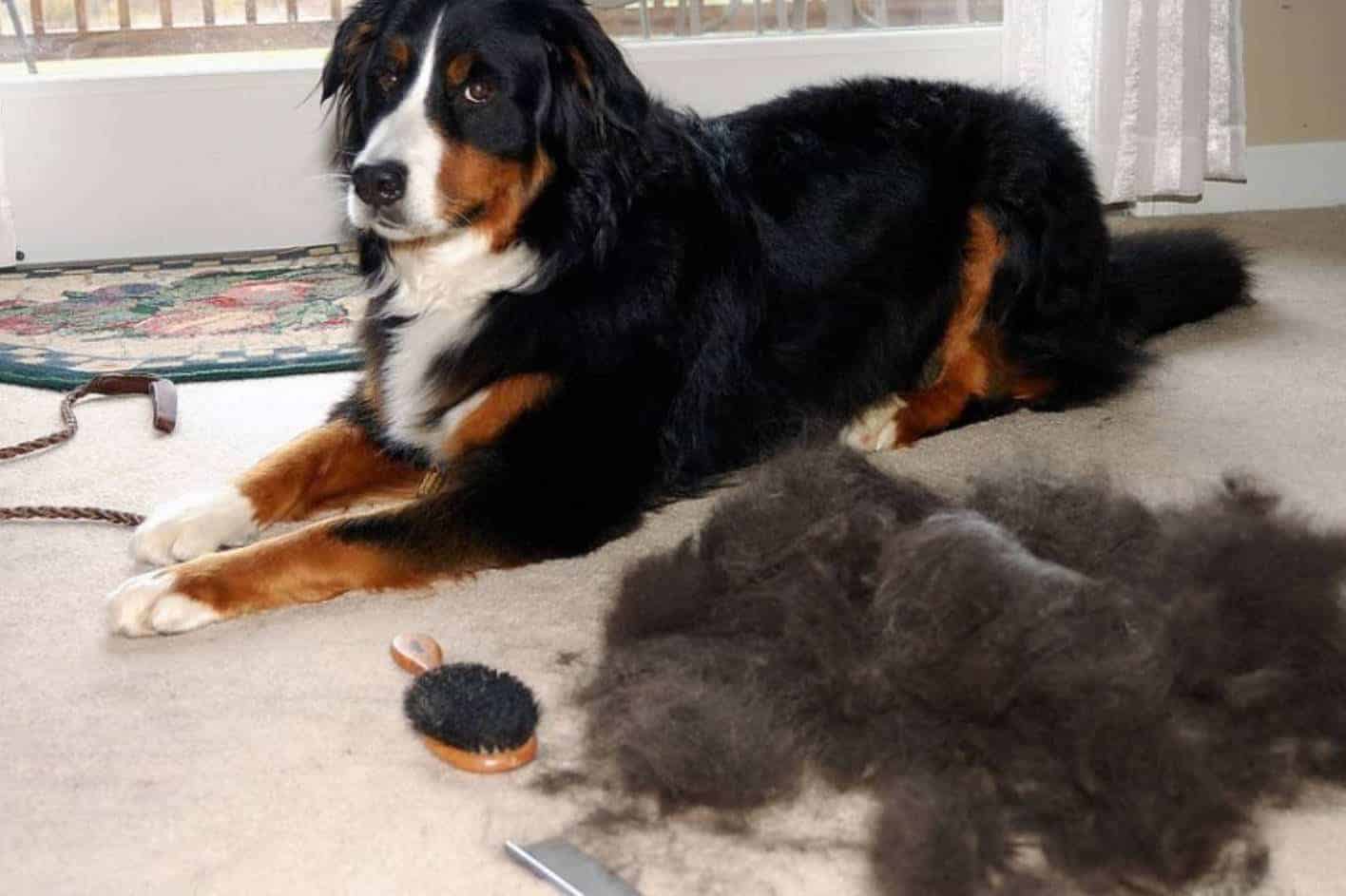 Start with your dog’s health and grooming