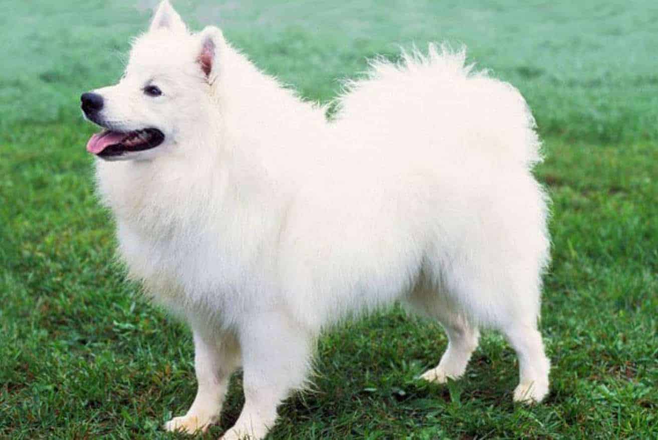 What Dog Breeds Shed the Most Hair