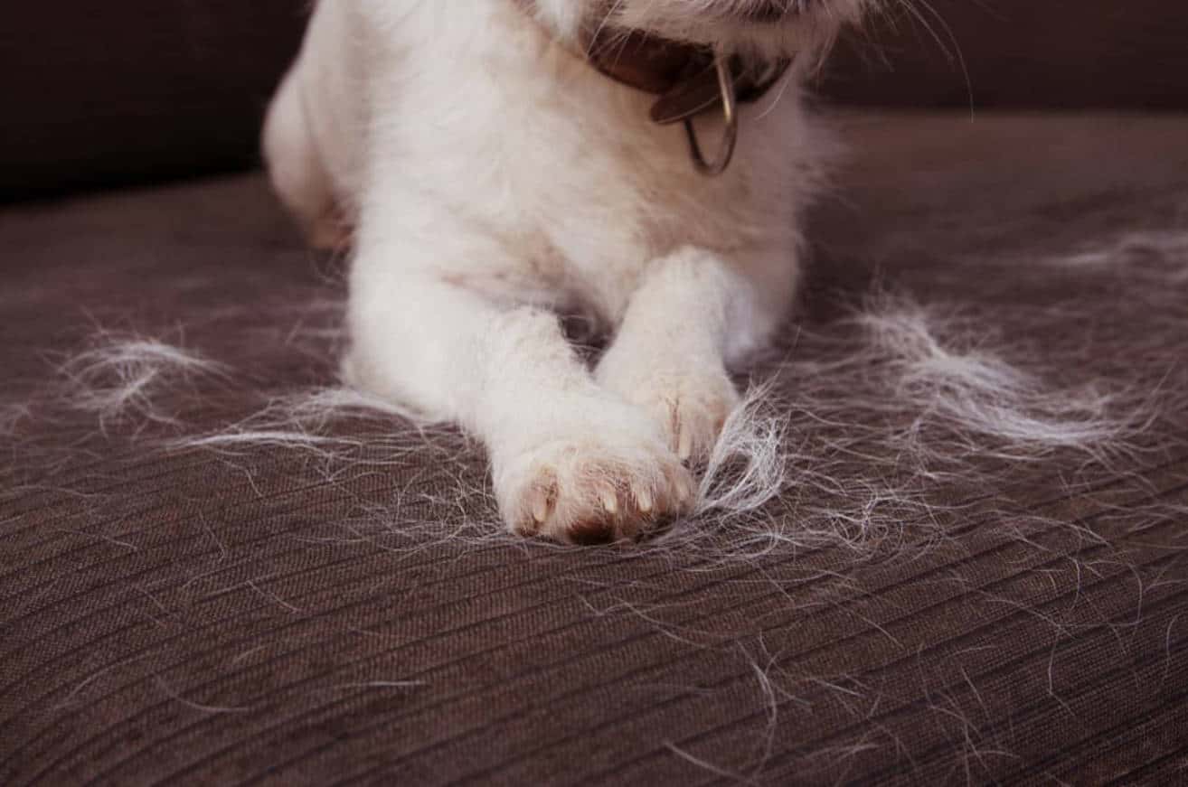 removing pet hair from clothing