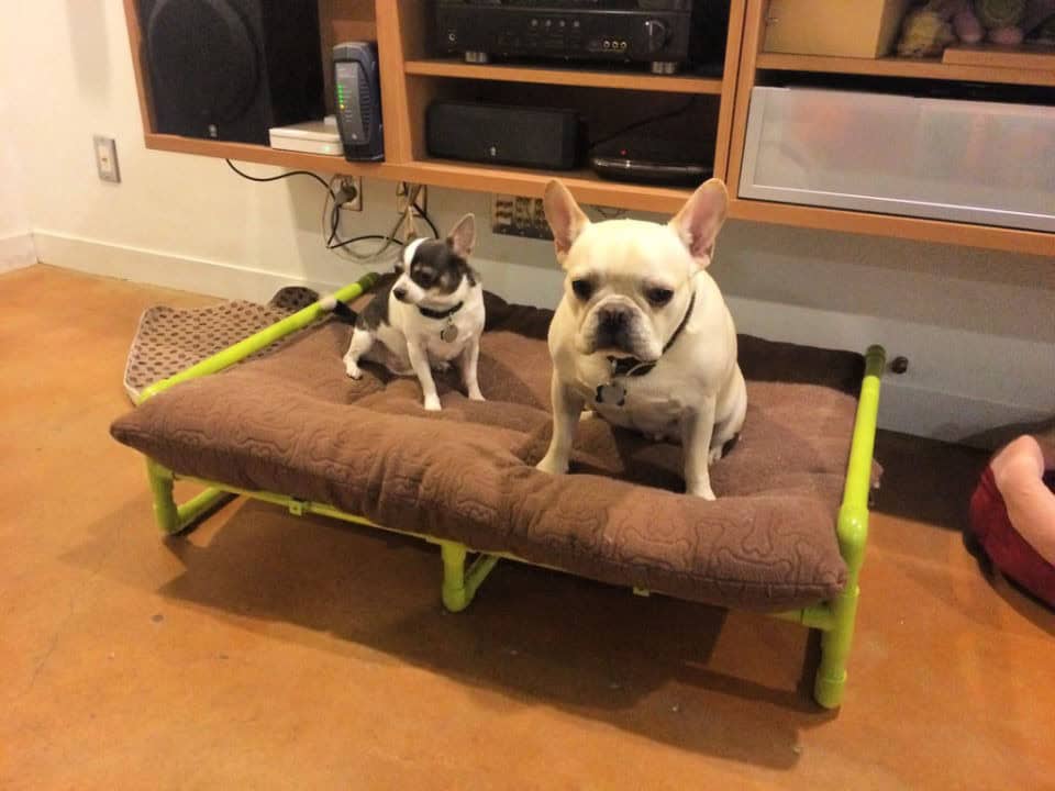 18 Free Diy Raised Dog Bed Plans